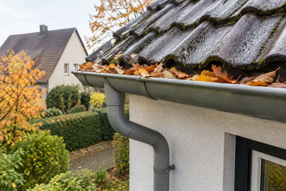 Mit Herbstlaub gefüllte Regenrinne und angeschlossenes Fallrohr an einem Wohnhaus