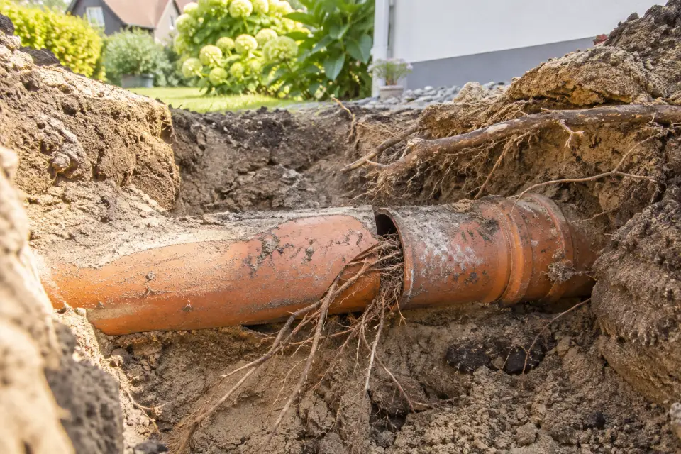 Feine Wurzeln ragen durch eine undichte Verbindung in eine freigelegte Abwasserleitung